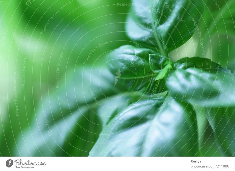 basil Herbs and spices Plant Foliage plant Agricultural crop Fresh Delicious Green Basil Colour photo Macro (Extreme close-up) Copy Space left Day Blur Deserted