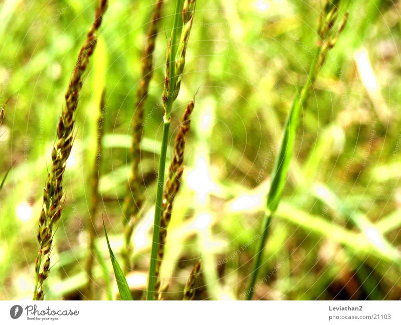 vernal Grass Force Green Yellow Spring Summer Meadow Colour Close-up