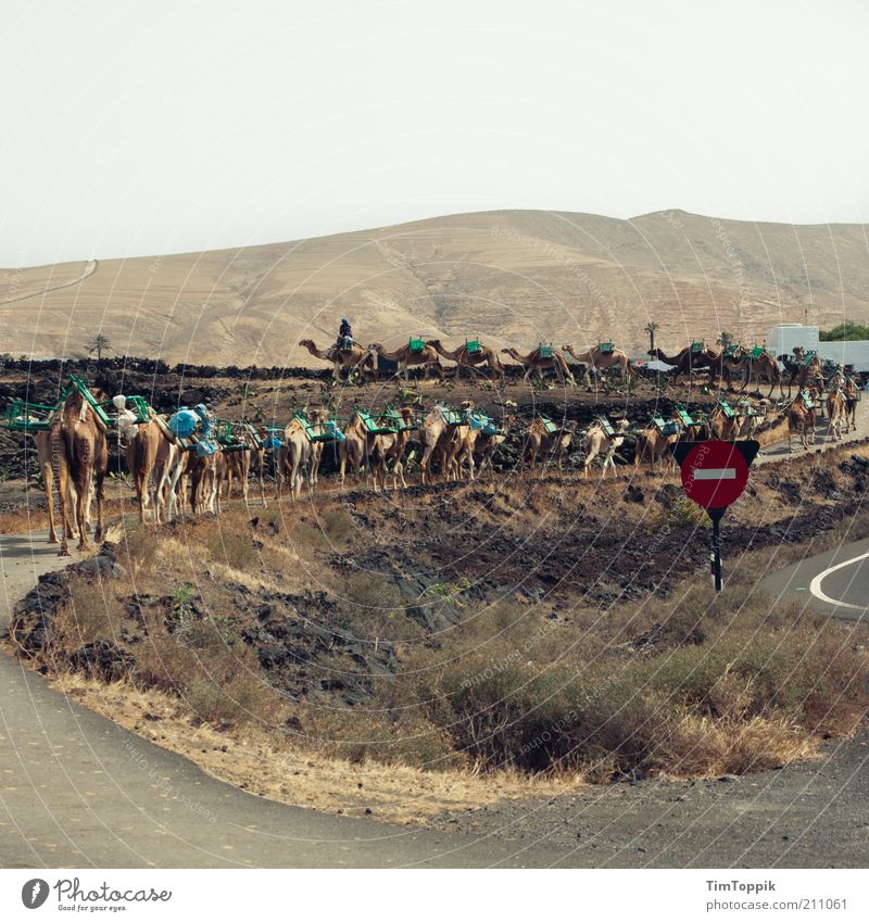 The caravan moves on... Group of animals Herd Walking Camel Dromedary Camel driver Camel hump Lanzarote Caravan Street Stop sign Hill Desert Desert road