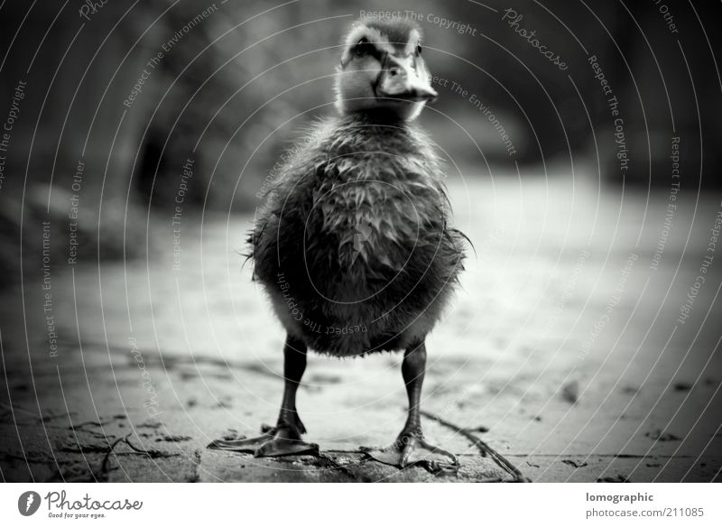 Mommy?!? Animal Duck Duckling Stand Sadness Wait Wet Cute Homesickness Loneliness Curiosity Black & white photo Exterior shot Shadow Contrast Blur