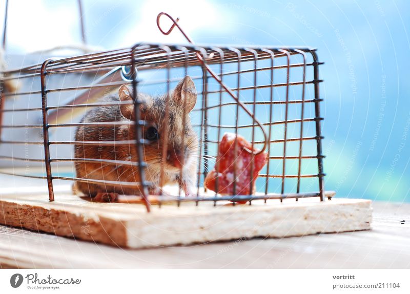 mouse hotel Sausage Nature Animal Wild animal Mouse 1 Feeding Hunting Poverty Fear Mouse trap Bacon Hoe Cage Colour photo Exterior shot Animal portrait