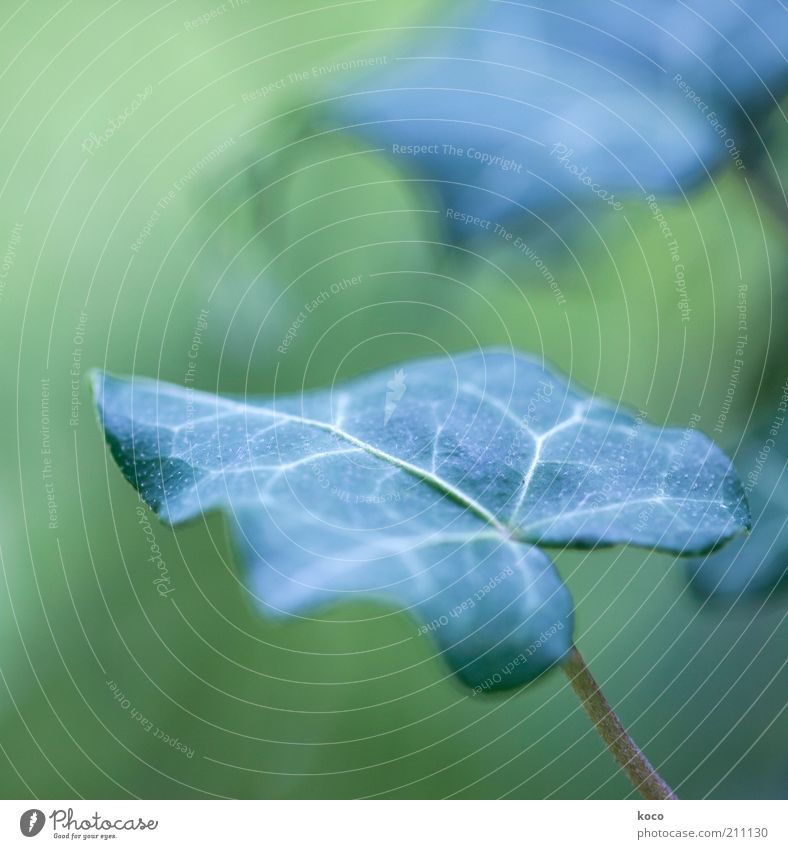 Ivy (Hedera helix) Nature Plant Leaf Foliage plant Growth Esthetic Green Colour photo Macro (Extreme close-up) Day Shallow depth of field Exterior shot Deserted