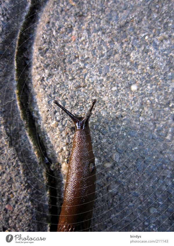 hustle and bustle Traffic infrastructure Wild animal Snail 1 Animal Crawl Disgust Slimy Gloomy Gray Patient Serene Endurance Calm Creep Cobbled pathway Speed