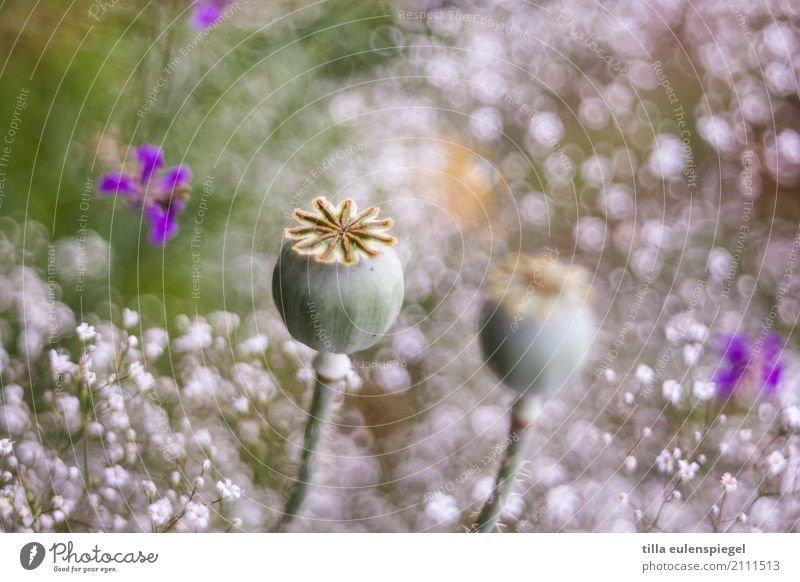 * Nature Plant Animal Flower Grass Bouquet Blossoming Faded To dry up Fragrance Natural Beautiful Wild Environment Transience Poppy Poppy capsule Blur