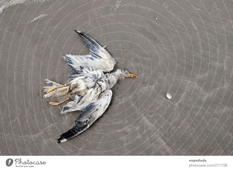 dead seagull Environment Animal Earth Wild animal Dead animal Bird 1 Death Colour photo Subdued colour Exterior shot Deserted Copy Space right Day
