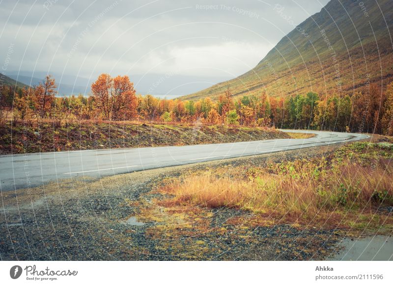 autumn colors, street, grey weather, foliage coloration Nature Landscape Autumn Bad weather Rain Forest Mountain Troms Street Lanes & trails Wet Gloomy