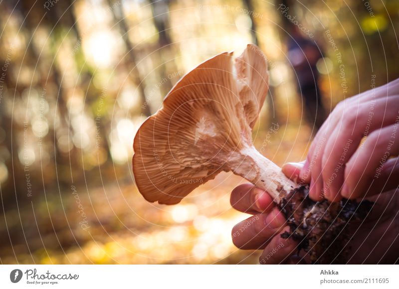 abundance of forests Food Mushroom Slow food Leisure and hobbies Mushroom picker Human being Hand Environment Nature Autumn Wild plant Forest Select Rotate