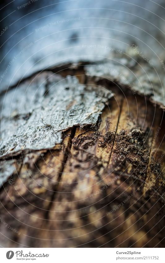 wood skin Nature Protection Wood Tree bark Skin Macro (Extreme close-up) Plant Tree trunk Crack & Rip & Tear Structures and shapes Flake off Defenseless Forest