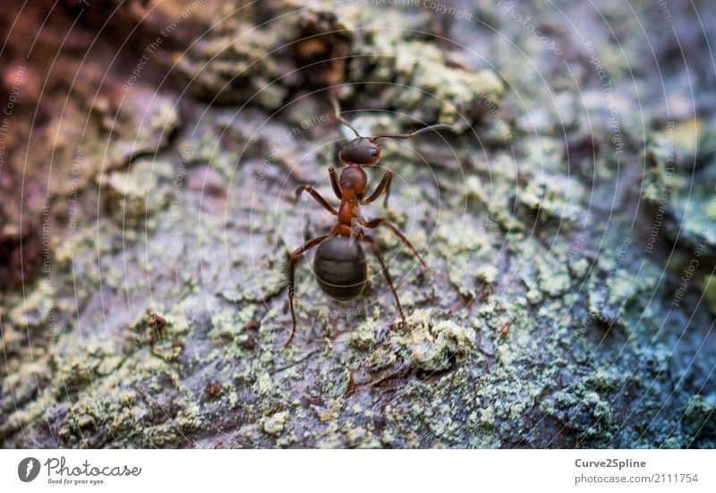 on Animal Strong Ant Insect Working man Diligent Nature Macro (Extreme close-up) Stand Wait Small Forest Woodground Forest animal Close-up Colour photo