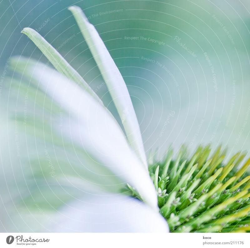 wing system Beautiful Life Harmonious Fragrance Plant Blossom Blossoming Esthetic Bright Green White Colour photo Exterior shot Macro (Extreme close-up) Day