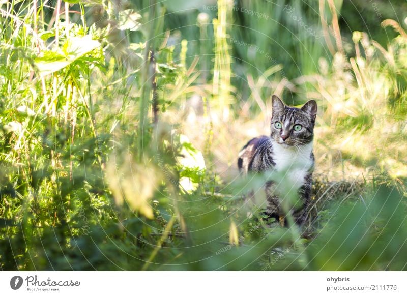 House cat in the wilderness Nature Plant Grass Bushes Leaf Garden Meadow Forest Animal Pet Cat 1 Grassland Domestic cat Discover To feed Hunting Fight Wait