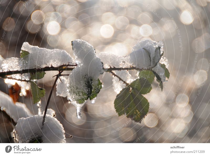 small cooling down... Plant Winter Ice Frost Snow Bushes Rose Leaf Foliage plant Fresh Glittering Cold Calm Thaw Exterior shot Light Reflection Sunlight Sunbeam