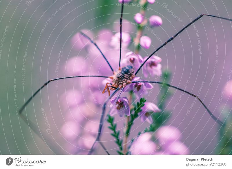 daddy-long-legs Plant Animal Spring Summer Autumn Winter Flower Grass Blossom Meadow Field Wild animal Spider Animal face 1 Observe Lie Green Violet Orange Pink