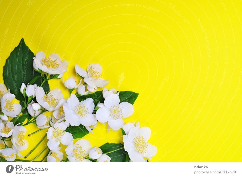 bouquet of blossoming jasmine Beautiful Summer Nature Plant Flower Leaf Blossom Bouquet Fresh Bright Natural Yellow Green White Colour Jasmine background