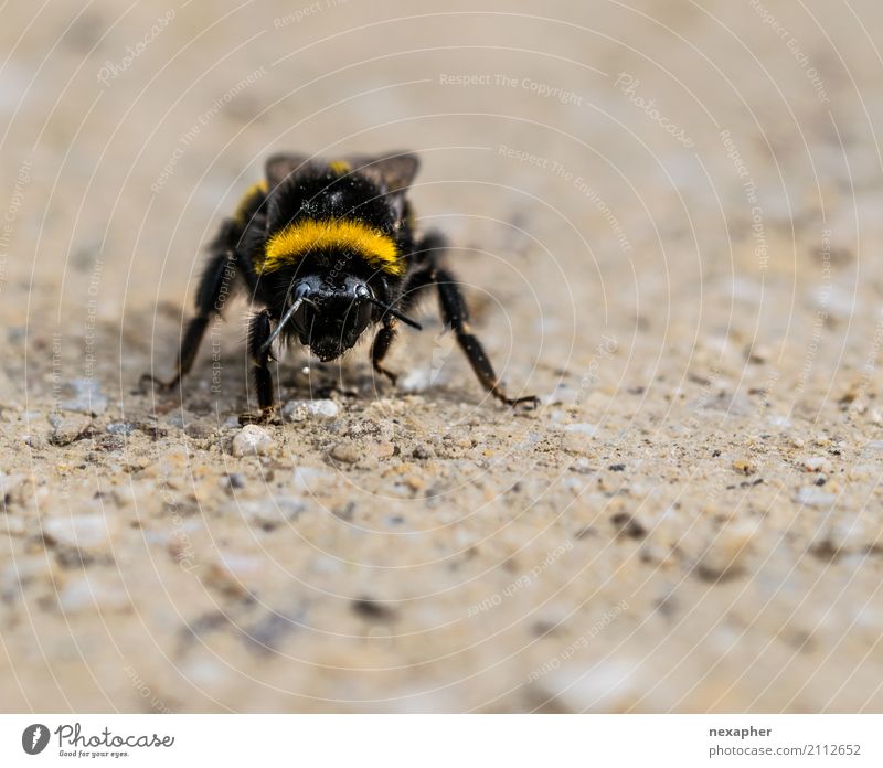 Bumblebee on sandy ground Nature Earth Sand Spring Summer Animal Bumble bee 1 Breathe Observe Touch Relaxation Sit Stand Exceptional Fat Fantastic Free Small