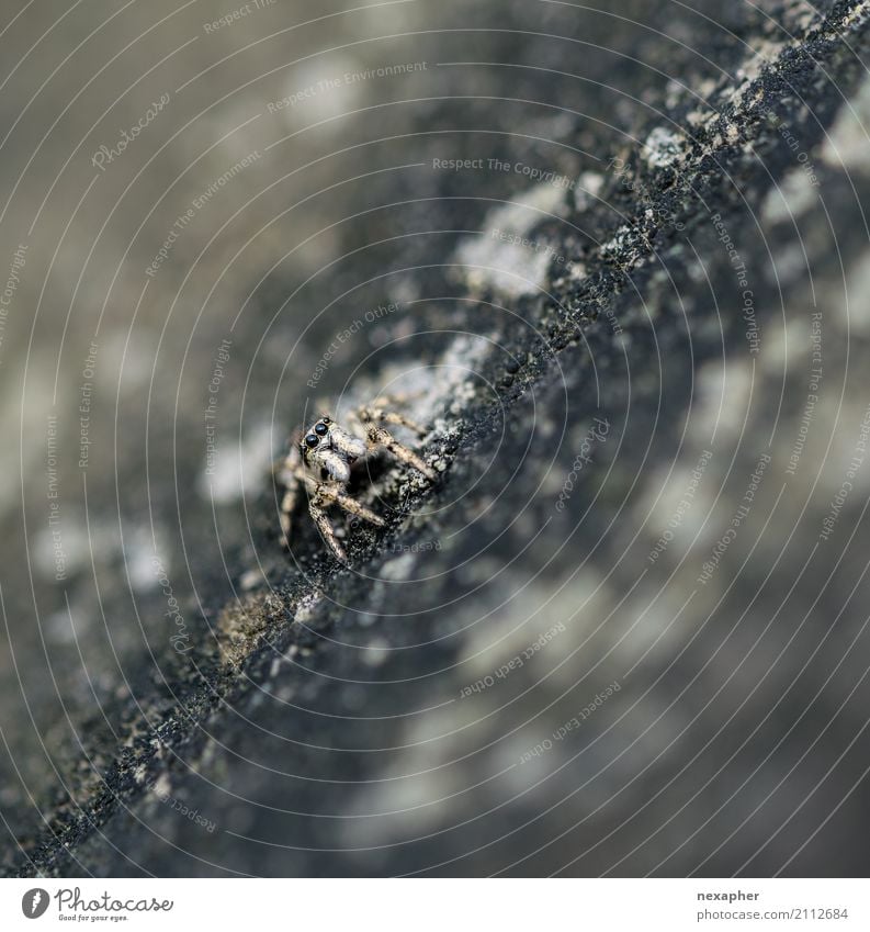 Spring spider on stone Rock Spider 1 Animal Observe Discover Relaxation Hunting Looking Wait Exceptional Disgust Speed Brave Determination Diligent Colour photo