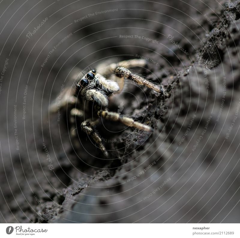 Spring spider on stone Rock Animal Spider 1 Observe Hunting Looking Jump Wait Exceptional Threat Disgust Speed Brave Curiosity Colour photo Exterior shot