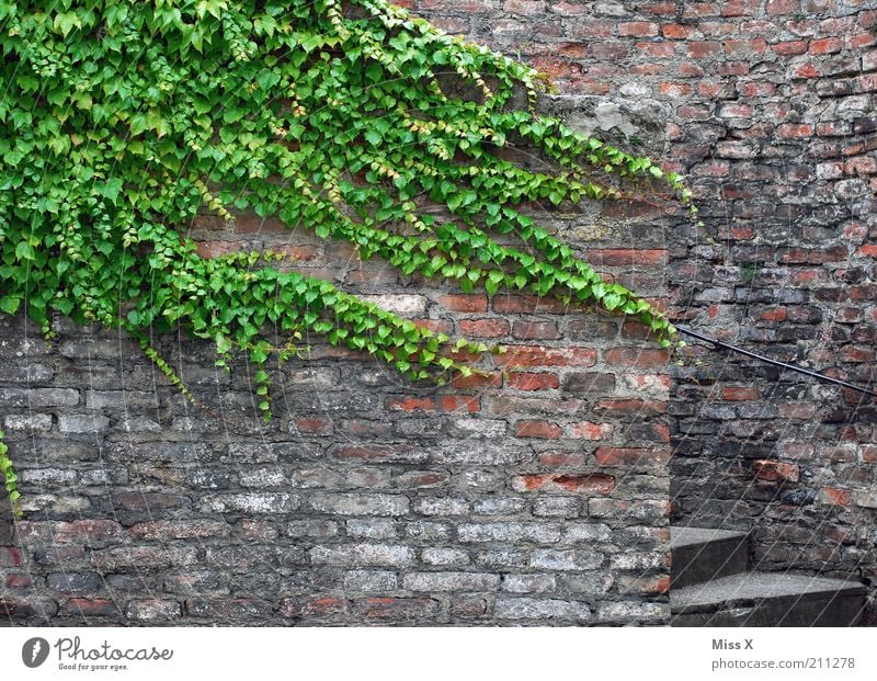 tendril Plant Ivy Leaf - a Royalty Free Stock Photo from Photocase