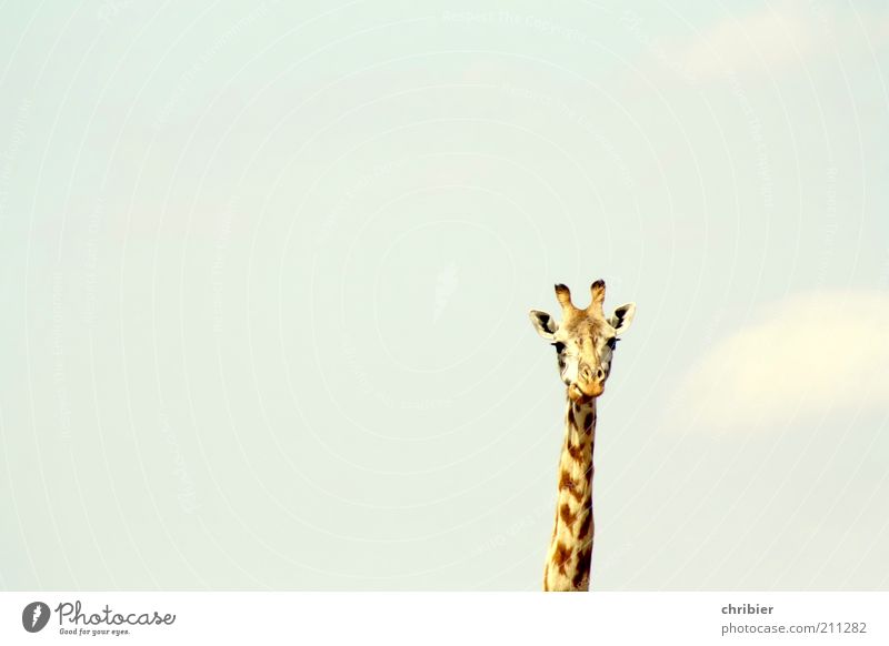Son´n Neck! Ear Antlers Animal Sky Zoo Giraffe 1 Observe Thin Large Long Funny Curiosity Above Blue Brown Yellow Serene Calm Freedom Nature Pride