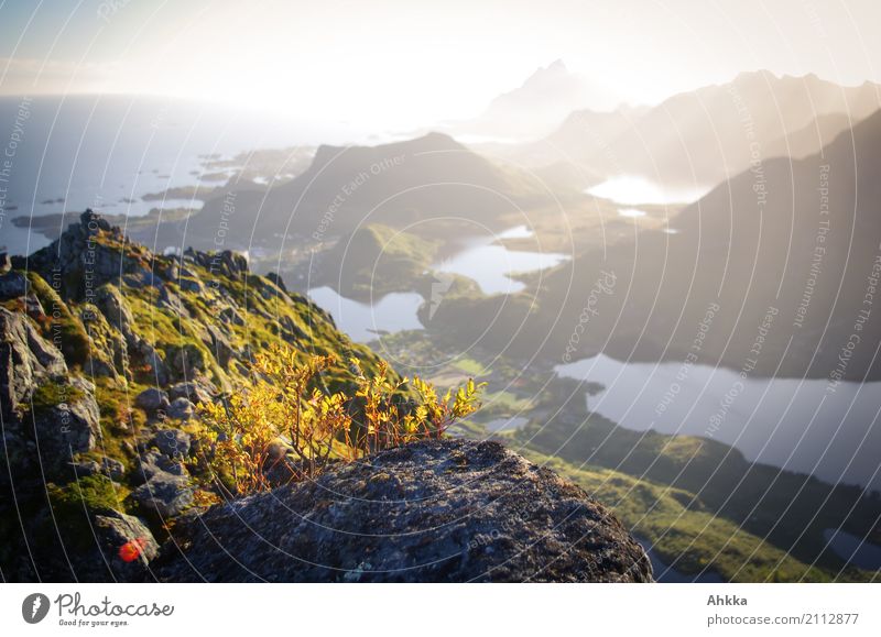 Exposed berry picking site Nature Landscape Elements Bad weather Fog Bushes Blueberry Rock Mountain Coast Lofotes Unwavering Modest Curiosity Interest Hope