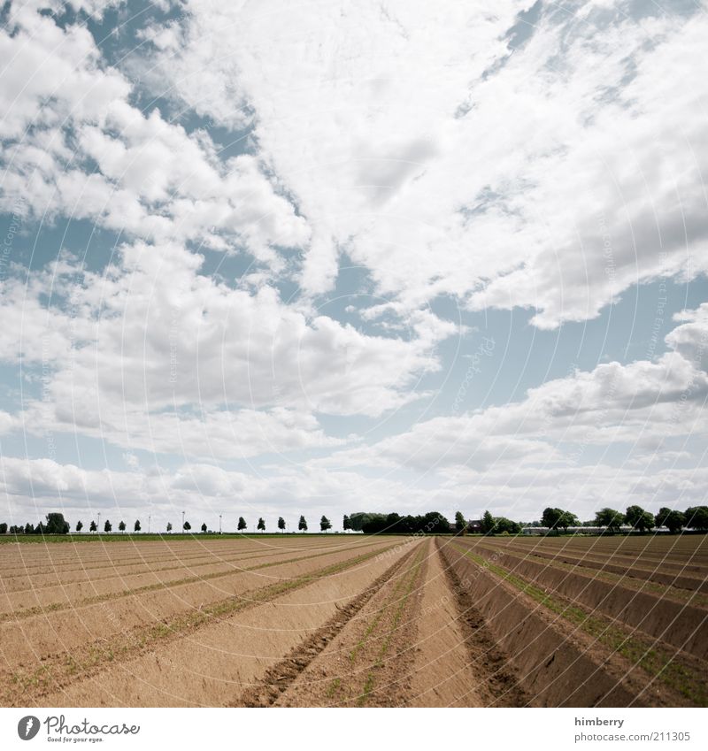 sky on earth Environment Nature Landscape Plant Earth Air Sky Clouds Summer Climate Climate change Weather Drought Agricultural crop Field Expectation Harvest