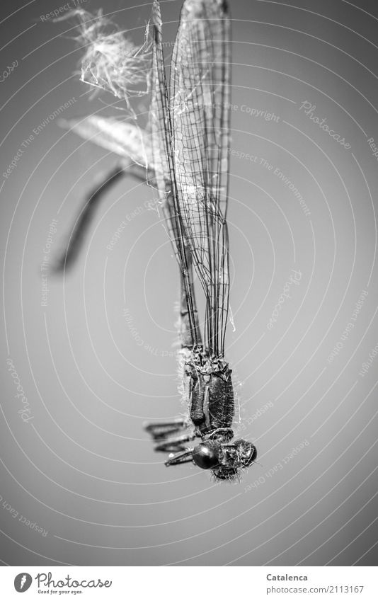 gray in gray | dragonfly hangs in spider web Nature fauna Insect Dragonfly Articulate animals gorgeous dragonfly Bluewing Calopteryx virgo Death Exterior shot