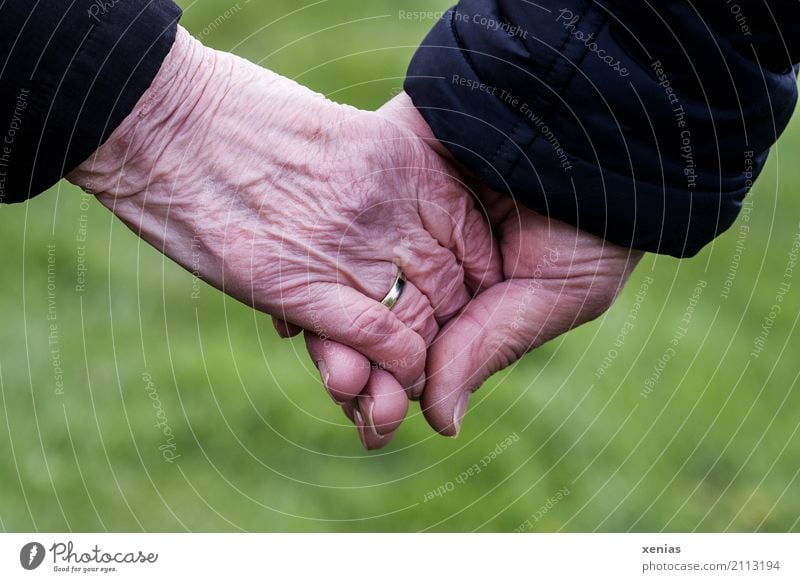 two seniors hold hands in front of a green background Female senior Woman Male senior Man Grandparents Senior citizen Partner Skin Hand 2 Human being