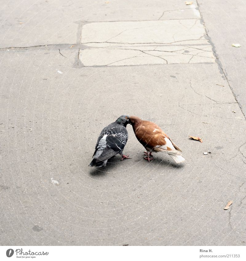 lovebirds Bird Pigeon 2 Animal Pair of animals Kissing Emotions Passion Desire Love Lust Attachment Subdued colour Exterior shot Deserted Copy Space left