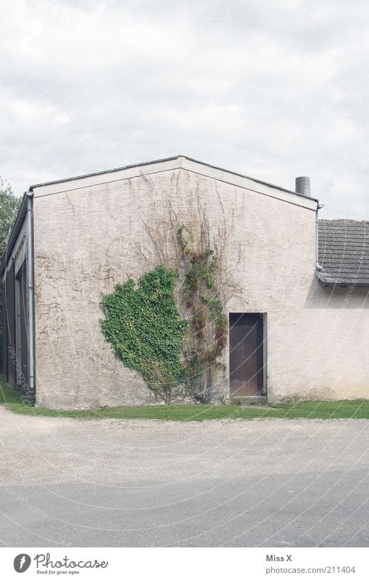 dreariness Plant Ivy House (Residential Structure) Building Wall (barrier) Wall (building) Door Growth Gloomy Farm Courtyard Barn Colour photo Subdued colour