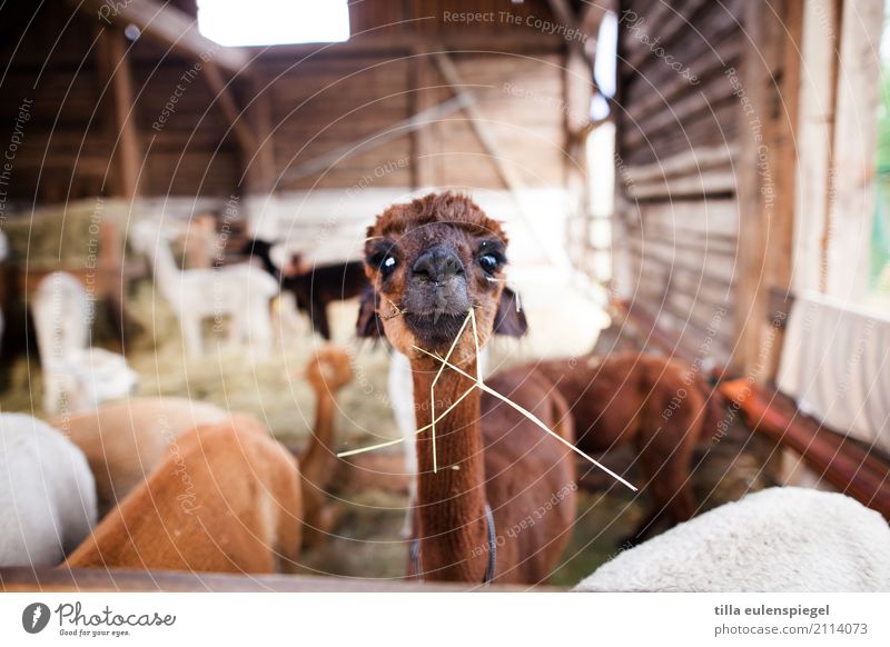 aerie Animal 1 Herd Observe Discover Eating To feed Stand Exotic Curiosity Cute Crazy Brown Watchfulness Interest Alpaca Barn Feed Hay Food Funny Whimsical Soft