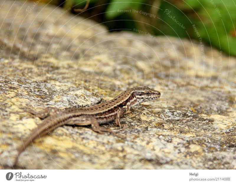 Encounter ... Environment Animal Summer Beautiful weather Garden Wild animal Lizards 1 Stone Observe Looking Wait Uniqueness Small Natural Brown Gray Green