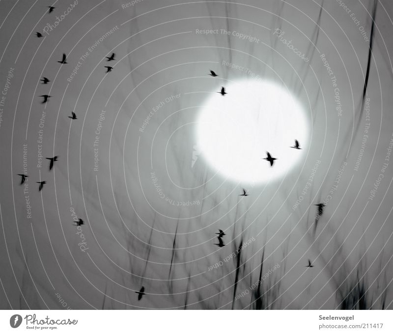 Flight of the crows Nature Animal Moon Fog Wild animal Bird Flock Movement Flying Many Gray Moody Flock of birds Twig Circle Exterior shot Deserted Light Shadow