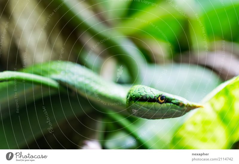 Green snake Animal Snake Scales 1 Touch Aggression Esthetic Threat Elegant Cold Astute Natural Eroticism Emotions Beautiful Lust Dangerous Timidity Pride