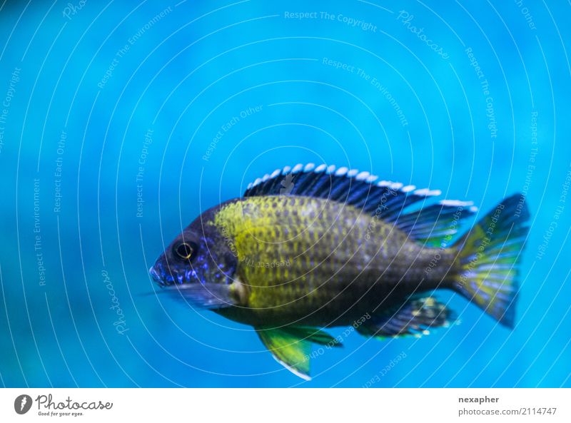 Fish a portrait from the side Environment Nature Animal Water 1 Breathe Relaxation Swimming & Bathing Dive Esthetic Authentic Exotic Infinity Beautiful Cold