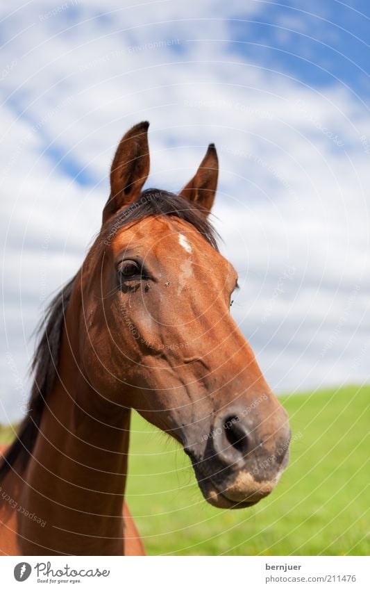 long face Horse Head Animal Brown Summer Inland Mane Green Long Nose Mammal Meadow Pasture Sky Clouds Day Animal portrait Horse's head Nostrils