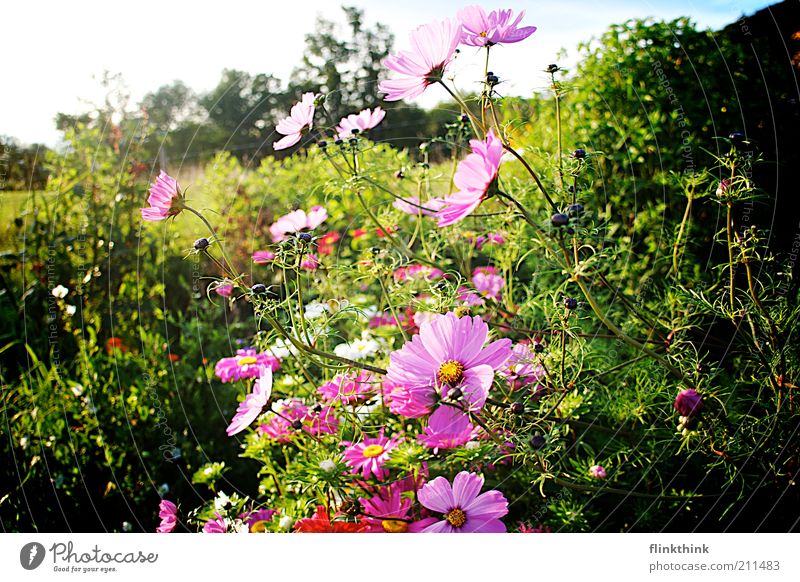 Summer Flowers Environment Nature Landscape Plant Sunlight Spring Beautiful weather Grass Bushes Blossom Foliage plant Garden Meadow Relaxation Green