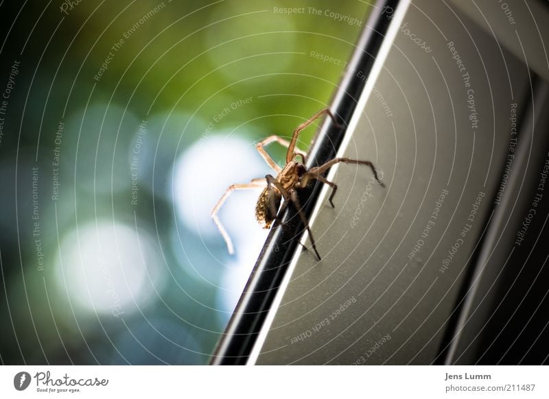 itsy bitsy spider Animal Spider 1 Yellow Disgust Window Blur Slice Colour photo Copy Space left Day Shallow depth of field Window frame Upward Crawl Spider legs