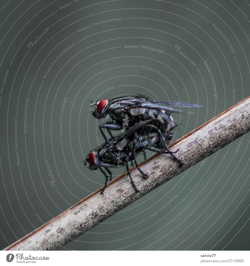 Recreational fun | Reproduction Nature Plant Animal Fly Insect Production Propagation Sex 2 Gray Red Black Happy Joy Attachment Together Couple Colour photo