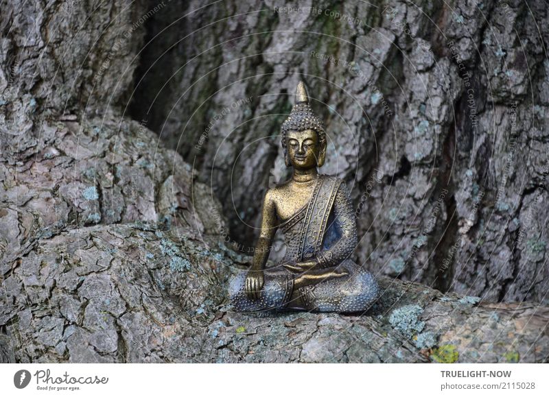 Small Buddha sitting on the root of a mighty oak tree Happy Healthy Alternative medicine Wellness Harmonious Well-being Contentment Relaxation Calm Meditation