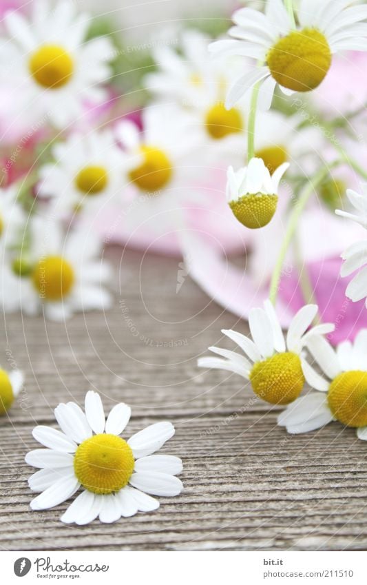 chamomile Plant spring Summer bleed Lie Yellow White Camomile blossom Chamomile wood Medicinal plant natural Fragrance already Herbs and spices Many To fall Air