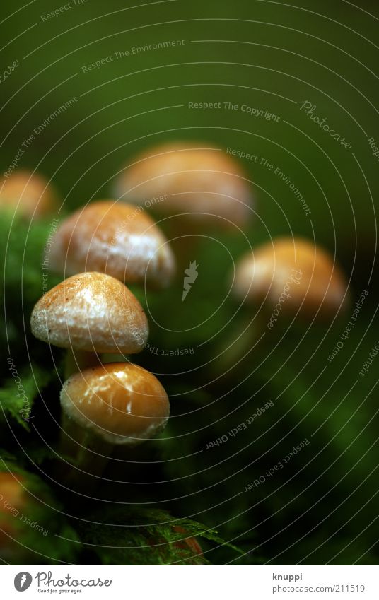 Queue before Beatles concert Mushroom Mushroom cap Environment Nature Plant Earth Water Autumn Bad weather Rain Grass Moss Foliage plant Wild plant Growth