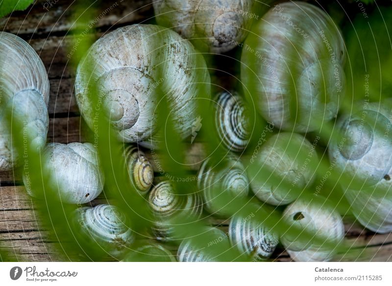 Ambiguity | overshadowed house meeting. Snail shells behind fern Nature Plant Animal Summer Leaf Fern leaf Garden Crumpet Vineyard snail schnirkel snail