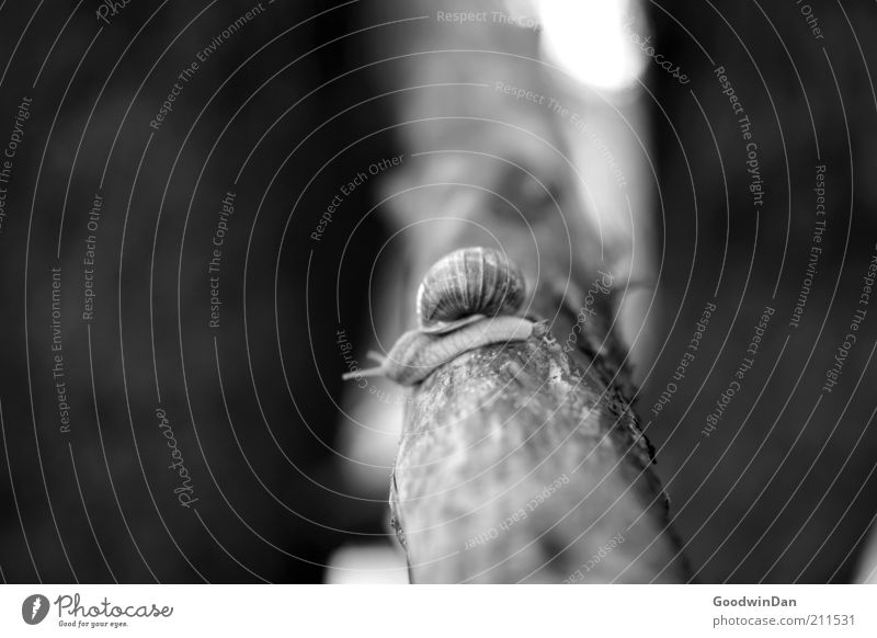 leisurely Environment Nature Beautiful weather Tree Animal Wild animal Snail 1 Gloomy Slowly Crawl Gain favor Exterior shot Deserted Shallow depth of field