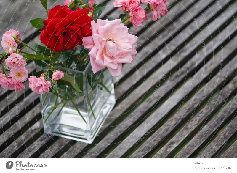 pink Fragrance Summer Plant Flower Rose Decoration Bouquet Glass Esthetic Happy Thorny Pink Red Emotions Romance Colour photo Exterior shot Close-up Deserted