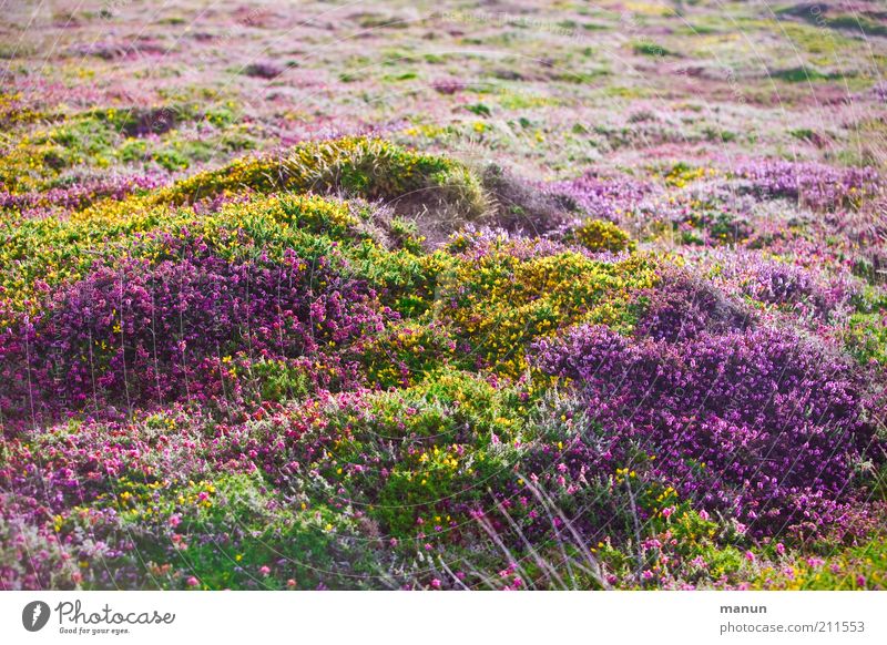 Brittany III - Bruyères Nature Landscape Summer Autumn Plant Flower Bushes Blossom Wild plant Broom Broom blossom Carpet of flowers Heathland Summerflower