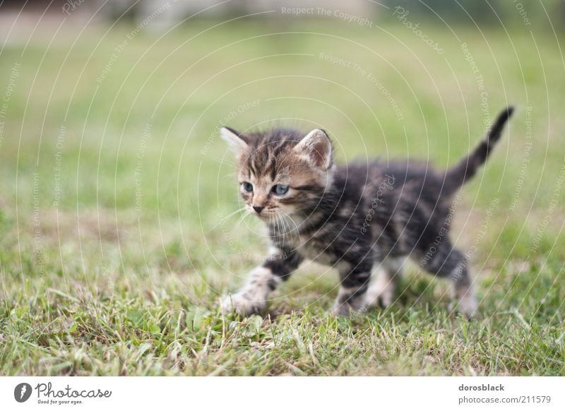 Le Petit Chat Nature A Royalty Free Stock Photo From Photocase