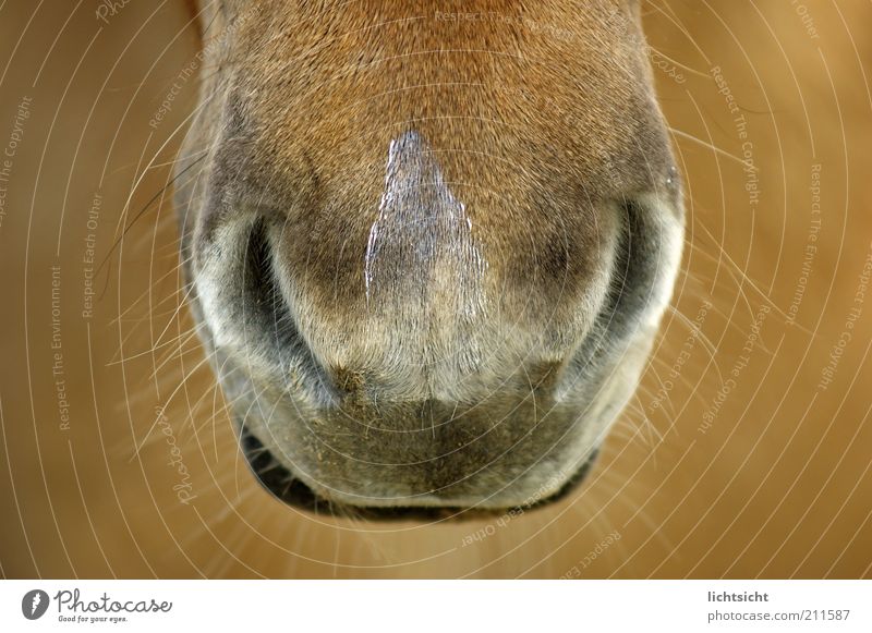 Horsy Horns Lips Pelt A Royalty Free Stock Photo From Photocase
