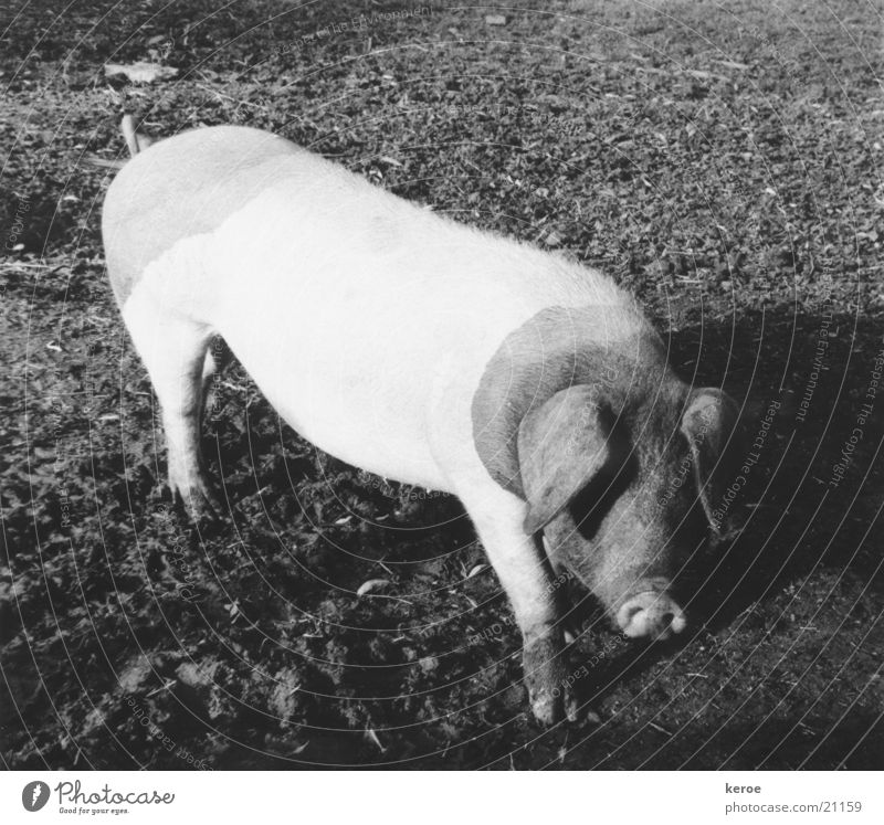 chocolate marshmallows Farm animal Black & white photo Swabian-Hallish country pig Hohenlohe historical breed