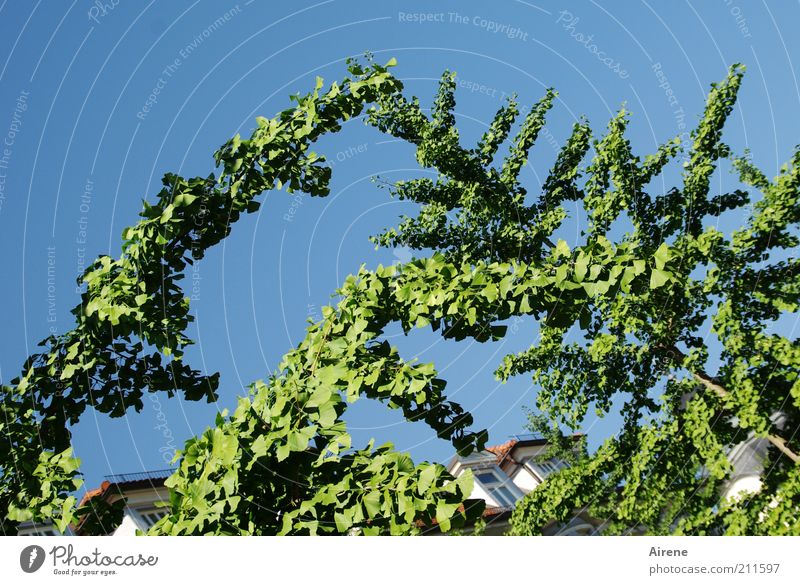 Invitation to dance Ginko Tree Cloudless sky Beautiful weather Branch Touch Growth Esthetic Elegant naturally Above Blue Green Romance Cheerful