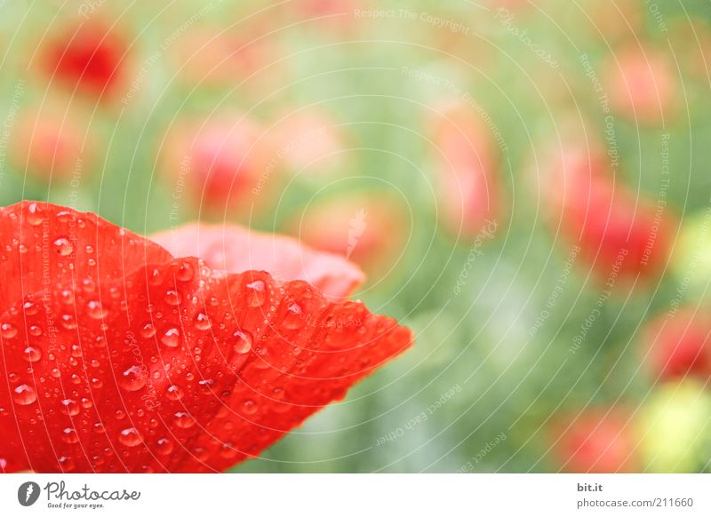 papaver Feasts & Celebrations Valentine's Day Mother's Day Plant Water Drops of water Summer flowers Meadow luck Optimism Poppy Poppy field Poppy blossom